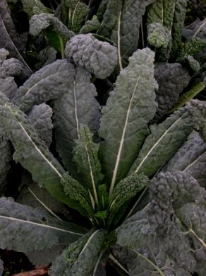 Kale%20Dinosaur[1].jpg
