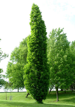 Kindred_Spirit_hybrid_oak.jpg