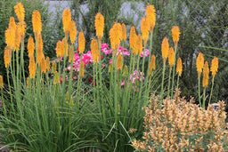 Kniphofia-Mango-Popsicle-5-courtesyofterranova.jpg