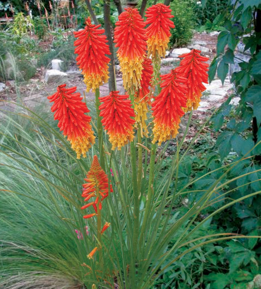 Kniphofia-Papaya-Popsicle-1ccterra.jpg