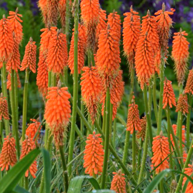 Kniphofia-first_sunrise.png