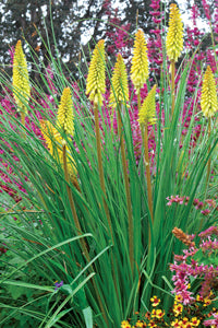 Kniphofia_Pineapple_Popsicle_2b.jpg