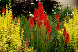 Kniphofia Redhot Popsicle.jpg
