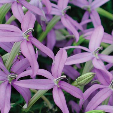 LAURENTIA BETHS BLUE.jpg