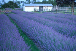 LAVANDULA X I PHENOMENAL.jpg