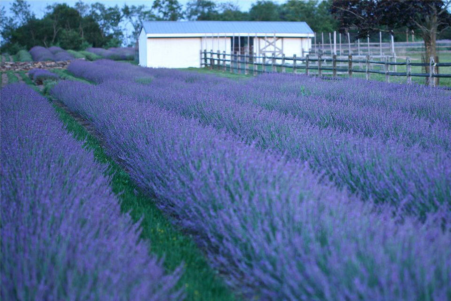 LAVANDULA X I PHENOMENAL.jpg