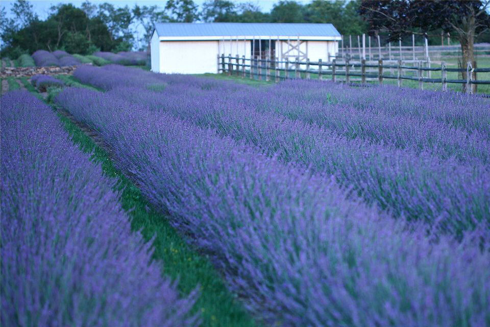 LAVANDULA X I PHENOMENAL.jpg