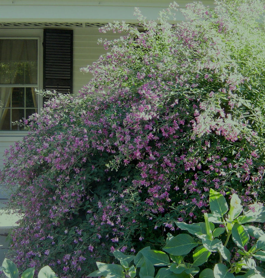 LESPEDEZA_THUNBERGII_GIBRALTAR.jpg
