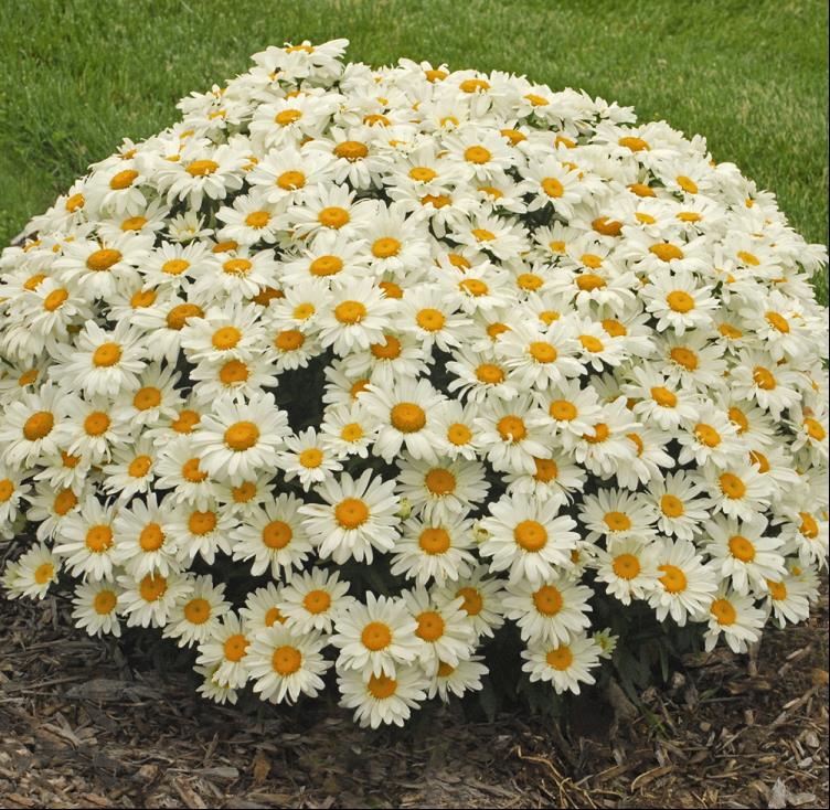 LEUCANTHEMUM X S. WHOOPS-A-DAISY.jpg