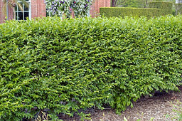 LIGUSTRUM_IBOLIUM.jpg