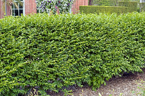 LIGUSTRUM_IBOLIUM.jpg