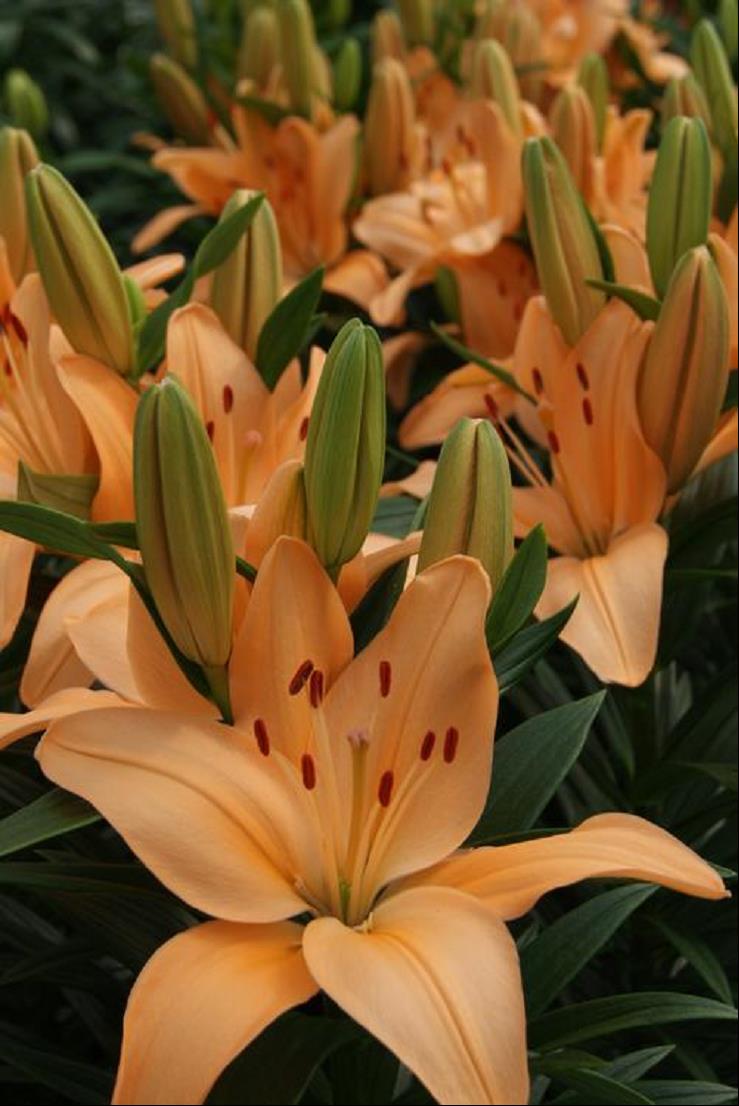 LILIUM ASIATIC TINY MOON.jpg