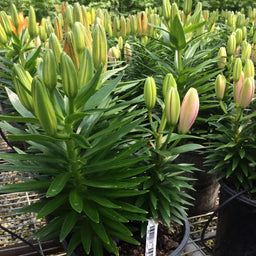 LILIUM TINY  3 COLORS SAME POT 19CM 5-23-18.jpg