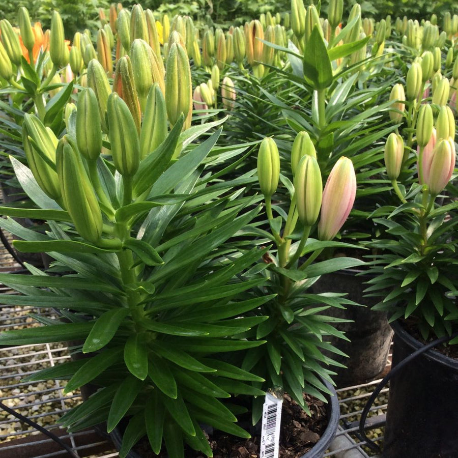 LILIUM TINY  3 COLORS SAME POT 19CM 5-23-18.jpg