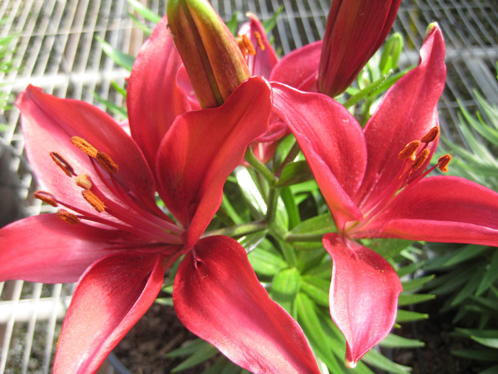 LILY GHOST FLOWER.jpg