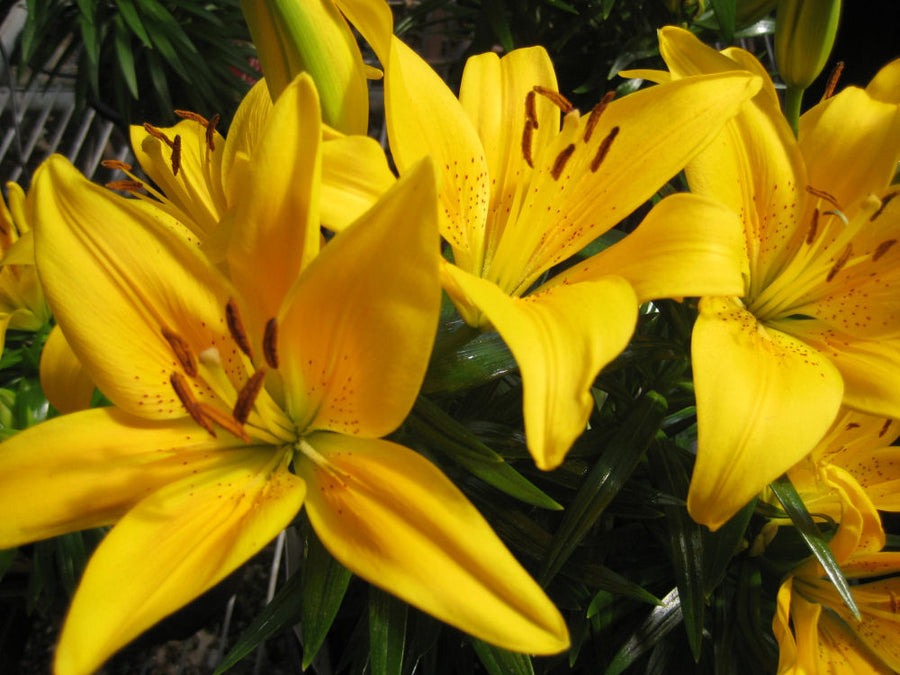 LILY TINY BEE FLOWER.jpg