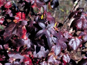 LIQUIDAMBAR_S_BURGUNDY_BLUSH.jpg
