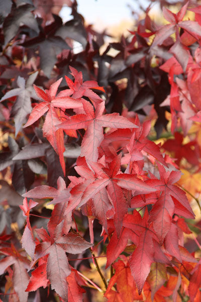 LIQUIDAMBAR WORPLESDON.jpg
