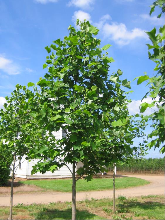 LIRIODENDRON TUL. EMERALD CITY.jpg