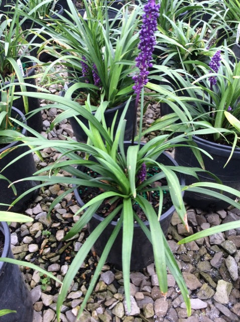 LIRIOPE%20M.%20'ROYAL%20PURPLE'%20%20G1[1].jpg