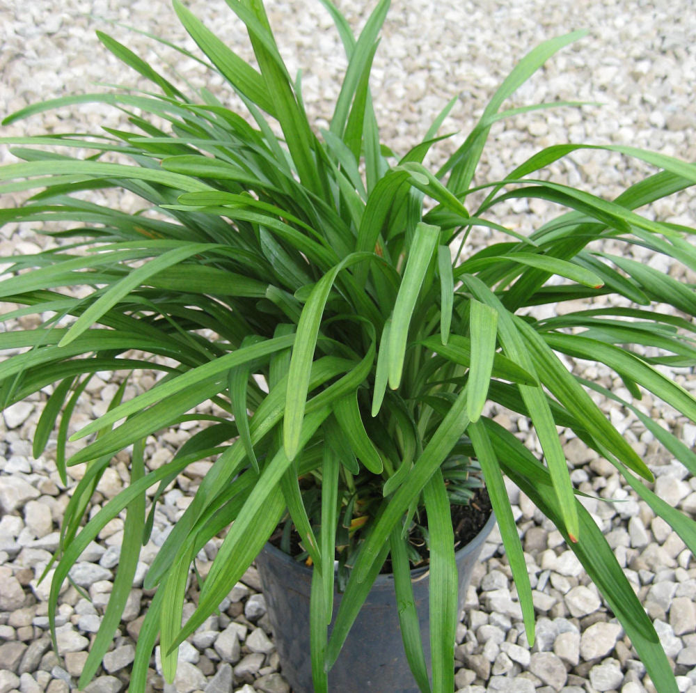 LIRIOPE BIG BLUE 1 GAL.jpg
