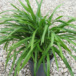 LIRIOPE BIG BLUE 1 GAL.jpg