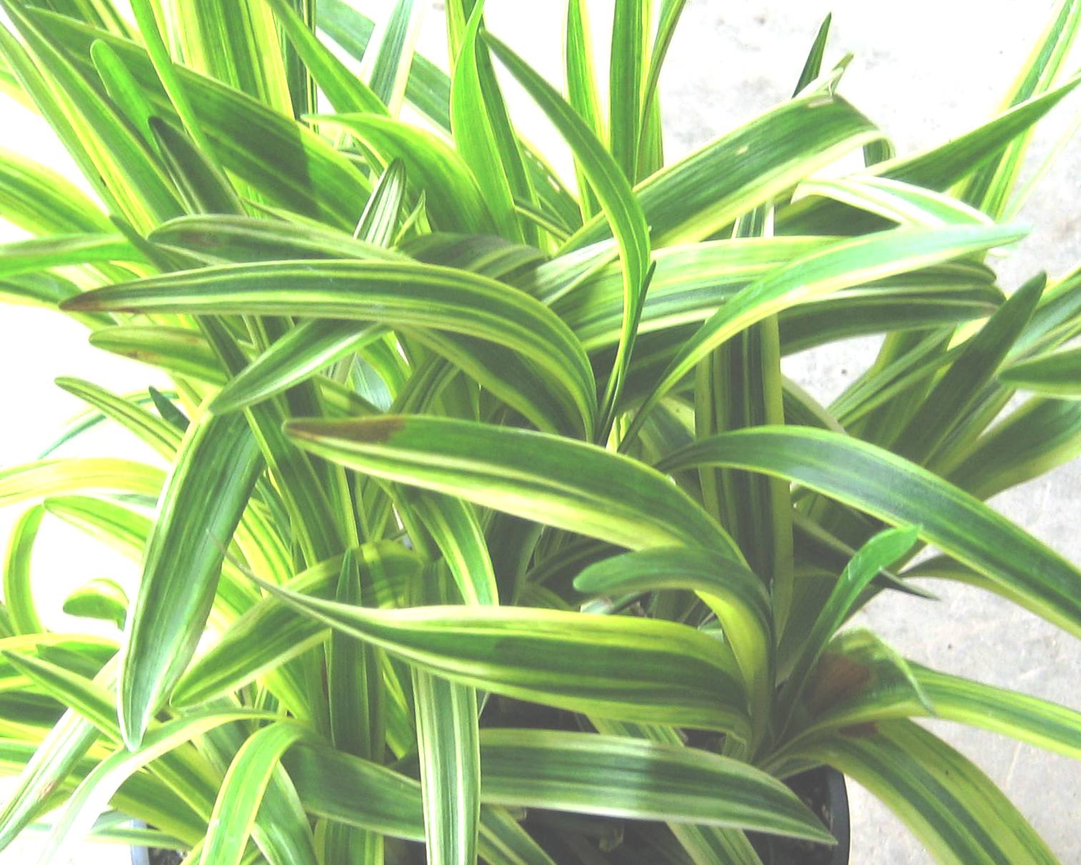 LIRIOPE SILVER SUNPROOF 1 GAL.jpg