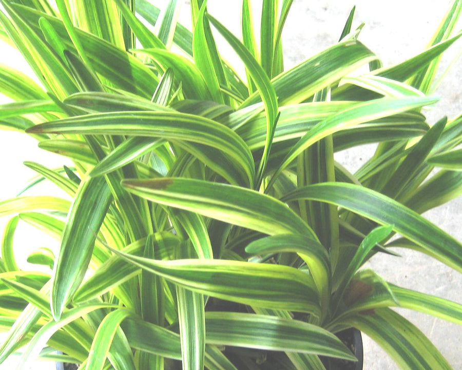 LIRIOPE SILVER SUNPROOF 1 GAL.jpg