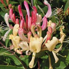 LONICERA_P_PEACHES_AND_CREAM.jpg