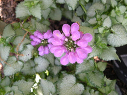 Lamium-Purple-Dragon.jpg