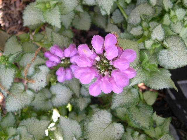 Lamium-Purple-Dragon.jpg