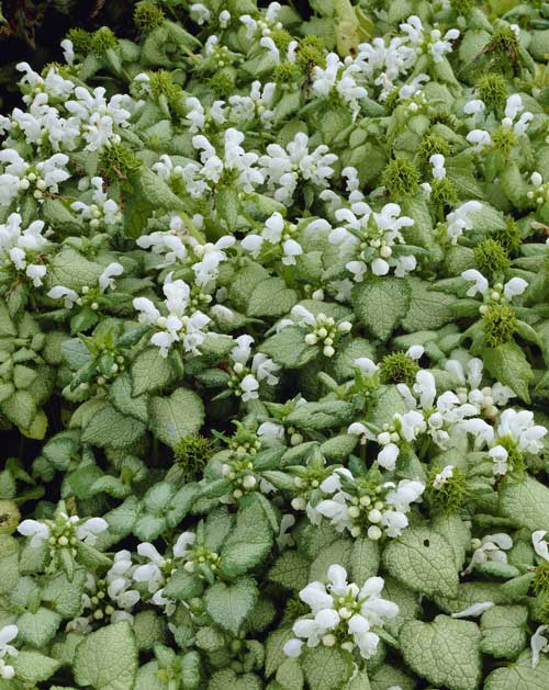 Lamium_white_nancy[1].jpg