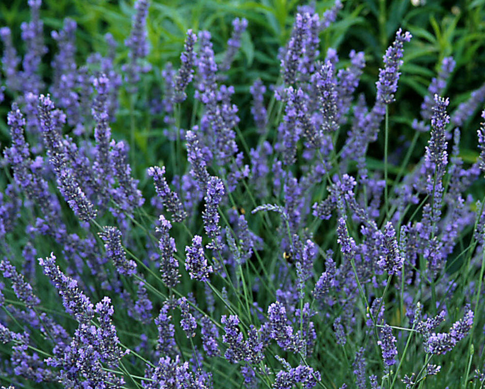 Lavandula Grosso.jpg