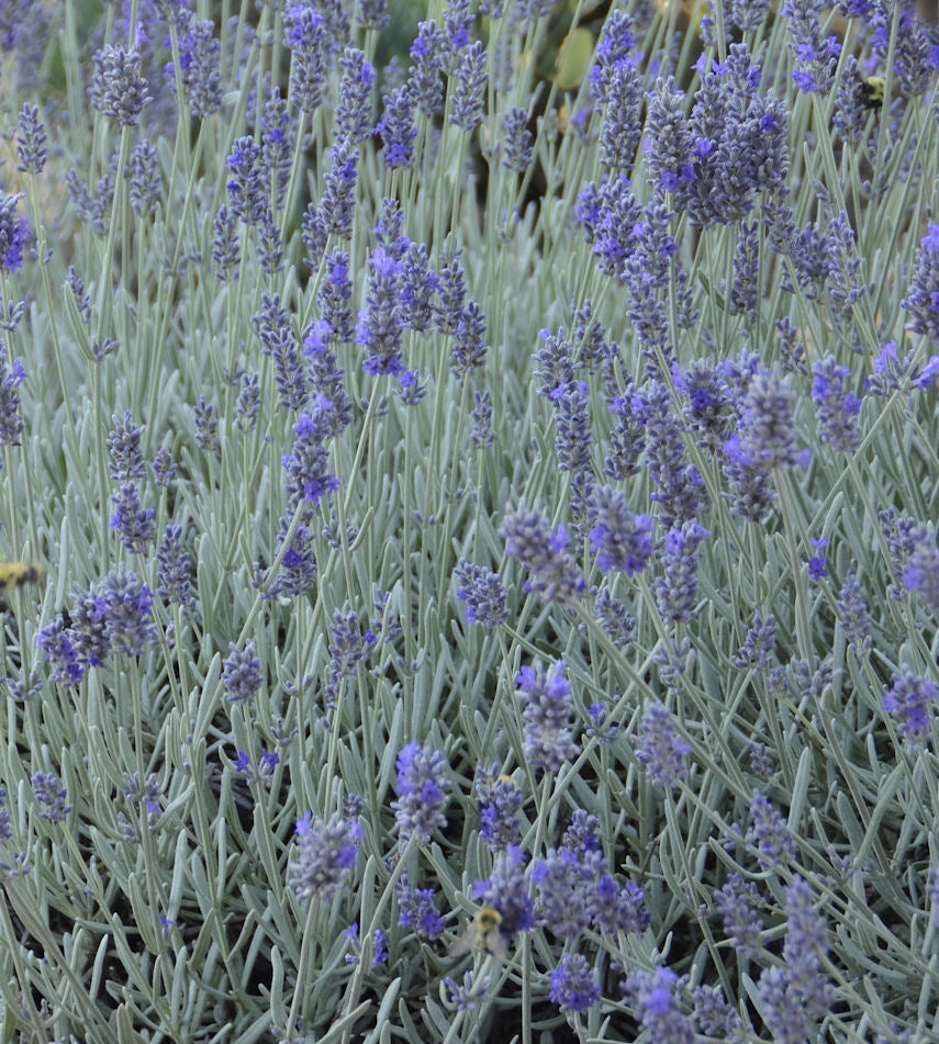 Lavandula Silver Mist.jpg