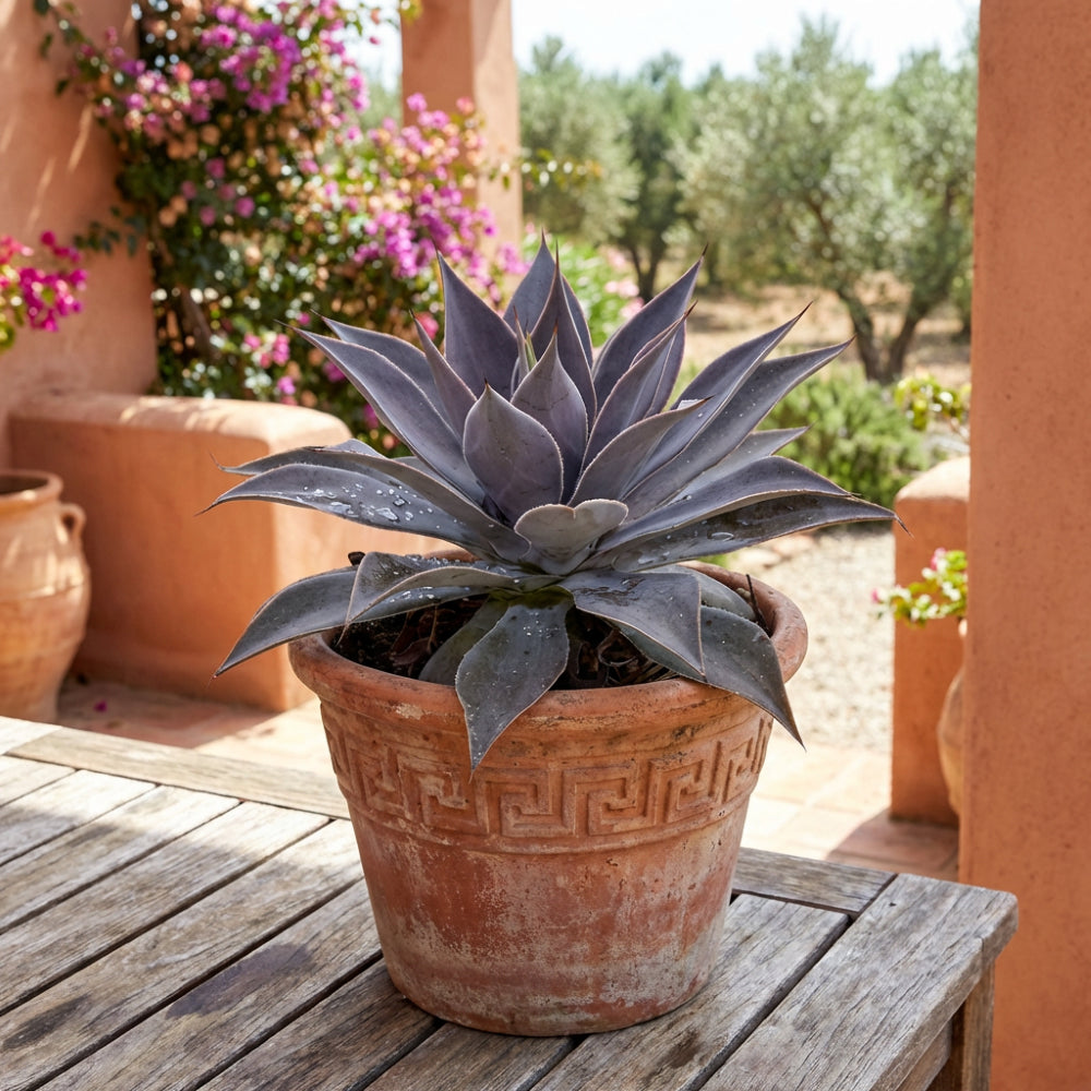 Lavender_lady_mangave_04-06-2026.png