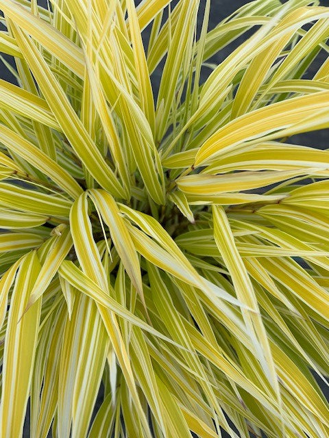 Lemon-Zest-close-up.jpg