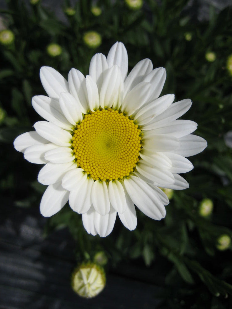 Leucanthemum Becky.jpg