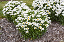 Leucanthemum Dream Big_APJ24 (3).jpg