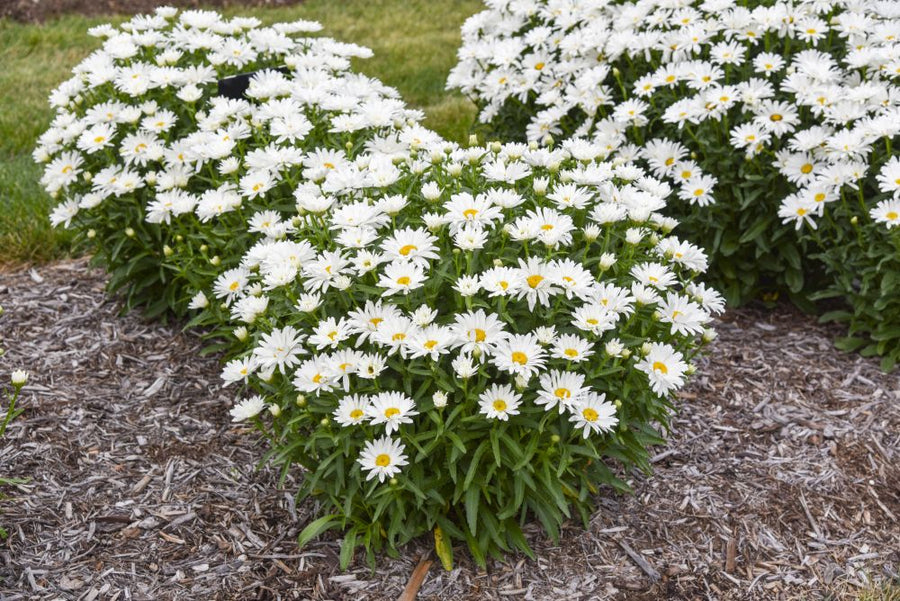 Leucanthemum Dream Big_APJ24 (3).jpg