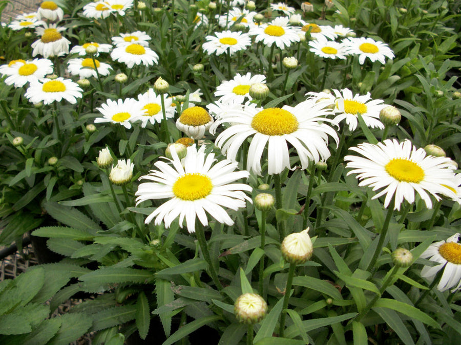 Leucanthemum Snow Lady.jpg