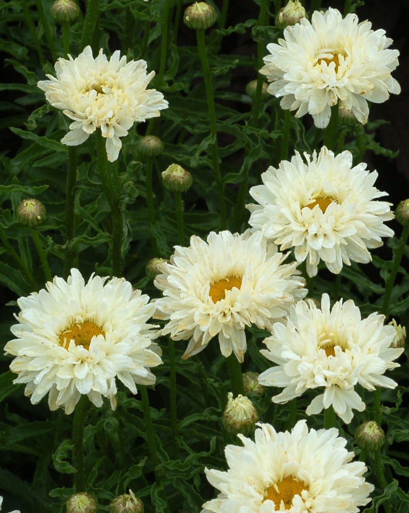Leucanthemum Victorian Secret.jpg