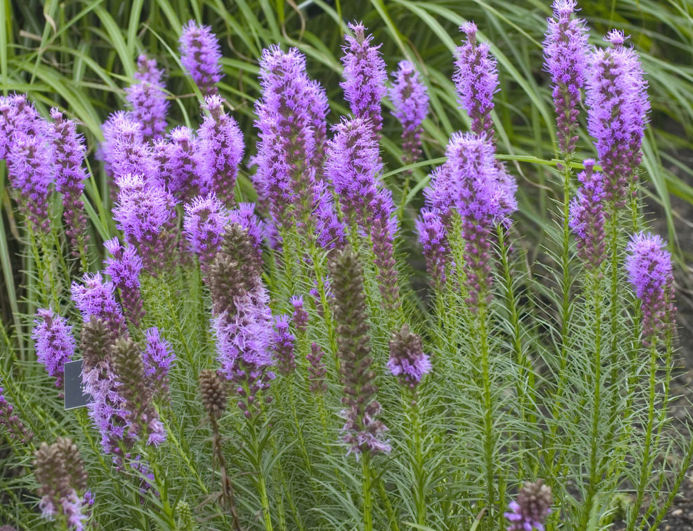Liatris-spicata.jpg