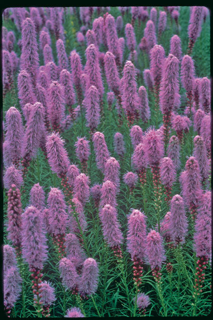 Liatris_spicata_Kobold[1].jpg