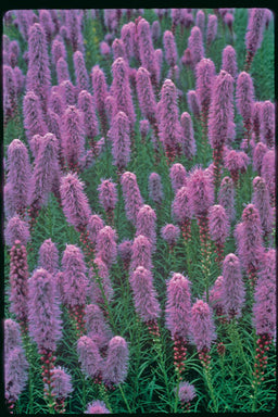 Liatris_spicata_Kobold[1].jpg