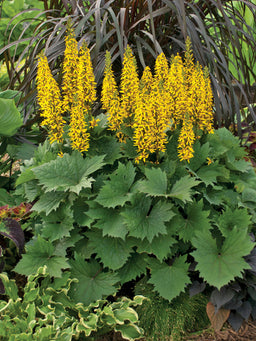 Ligularia Bottle Rocket.jpg