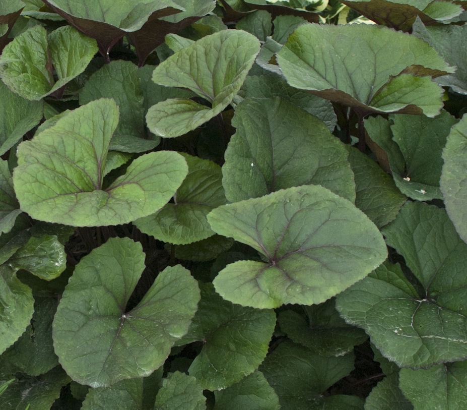 Ligularia Midnight Lady.jpg