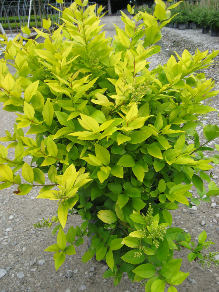 Ligustrum_vicaryii-.jpg