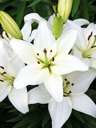Lilium_Tiny_Crystal[1].jpg