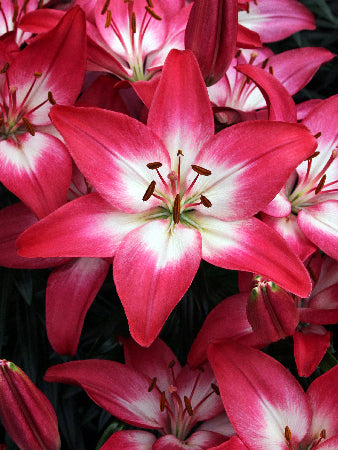 Lilium_Tiny_Diamond[1].jpg