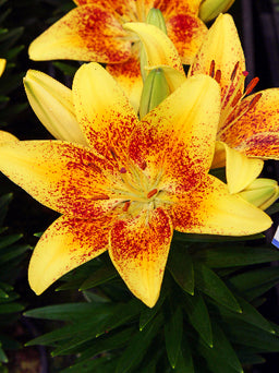 Lilium_Tiny_Nugget[1].jpg